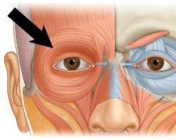 Obličejové svaly.  Svaly hlavy.  Obličejové svaly nebo obličejové svaly Anatomie svalu Orbicularis oris