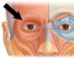 Facial muscles.  Muscles of the head.  Facial muscles or facial muscles Orbicularis oris muscle anatomy