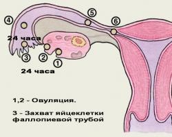 Čo je ovulácia u žien?