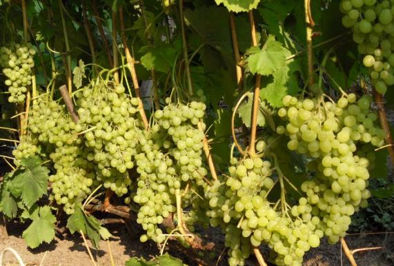 Mi a hasznos fehér szőlő?