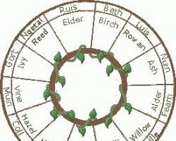 Stromový horoskop druidů: struktura a kompatibilita znamení keltského horoskopu