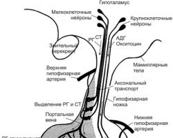 Az agyalapi mirigy és a hipotalamusz hormonjai: arány, funkció és lehetséges betegségek