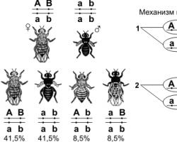 Chromosomal theory of heredity