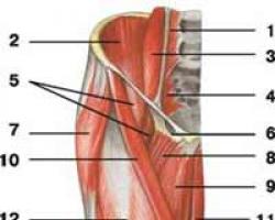 Anatomie funkčního svalu Gemini Superior Muscle