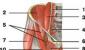 Anatomy of Gemini Superior Muscle Functional Muscle Tests