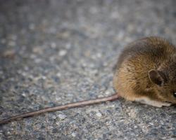 Miševi u snu su znakovi zavjere