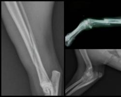Ο σκύλος έσπασε το δάχτυλό του: αιτίες, συμπτώματα και τι να κάνει
