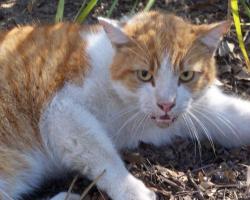Ιογενείς ασθένειες των γατών: λοιμώξεις σε ενήλικα ζώα και γατάκια, συμπτώματα και θεραπεία των παθήσεων των αιλουροειδών