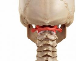 The human cervical spine consists of