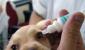 Kako i čime liječiti konjuktivitis kod pasa kod kuće