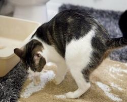 Γιατί μια γάτα συχνά πηγαίνει στην τουαλέτα σε μικρή κλίμακα, πόσες φορές την ημέρα ένα γατάκι ή μια ενήλικη γάτα κατούρημα;