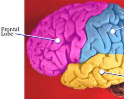 Grooves and convolutions of the brain - meaning and functions