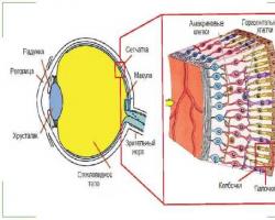 A retina makula degenerációjának patológiája - kezelés és a száraz retina megjelenésének okai