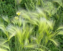 Beneficial properties of barley