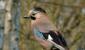 Jay (φωτογραφία) - ένα πουλί που εκπλήσσει με το ρεπερτόριό του