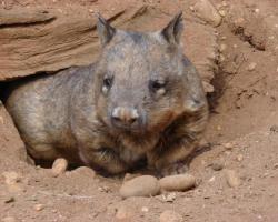 Wombats (Vоmbatidае) Σε ποια ήπειρο βρίσκεται το wombat